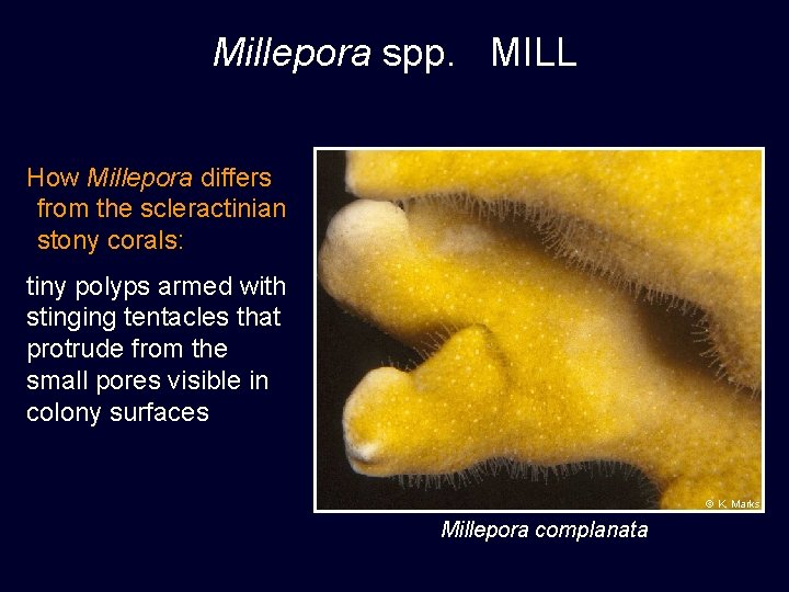 Millepora spp. MILL How Millepora differs from the scleractinian stony corals: tiny polyps armed