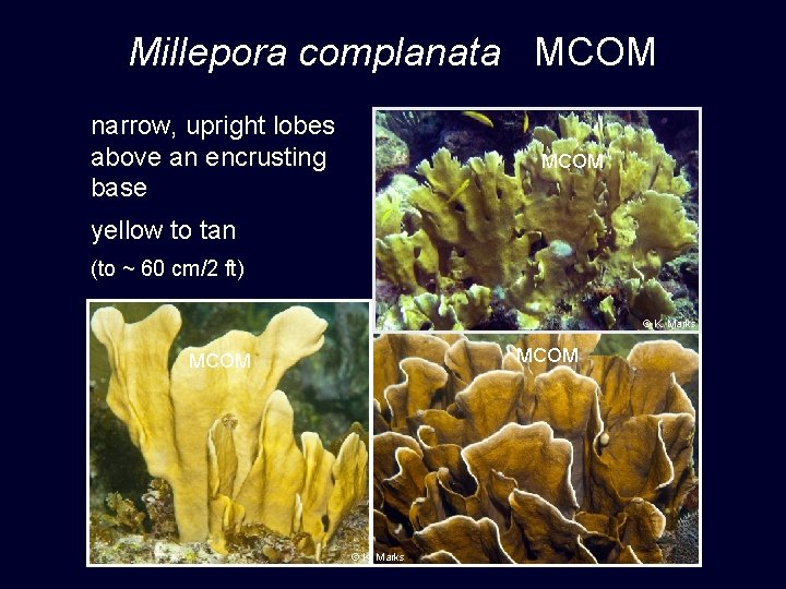 Millepora complanata MCOM narrow, upright lobes above an encrusting base MCOM yellow to tan