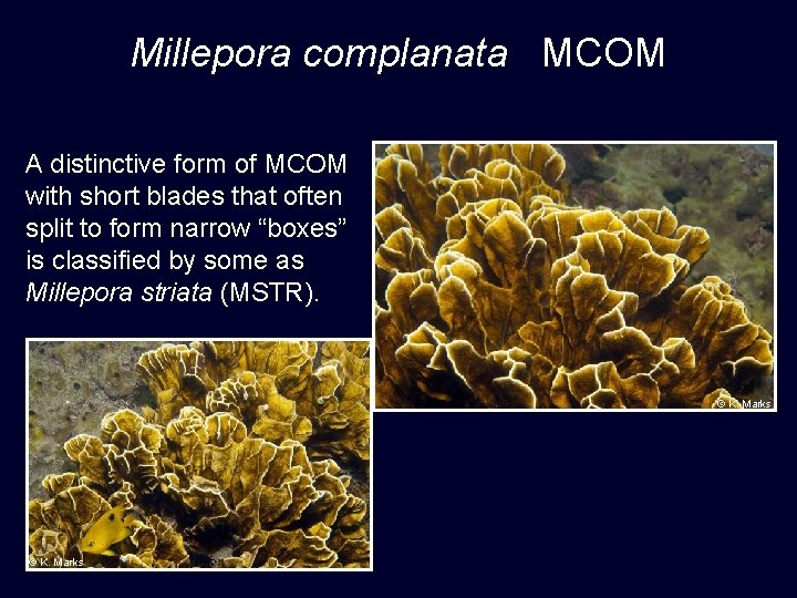 Millepora complanata MCOM A distinctive form of MCOM with short blades that often split