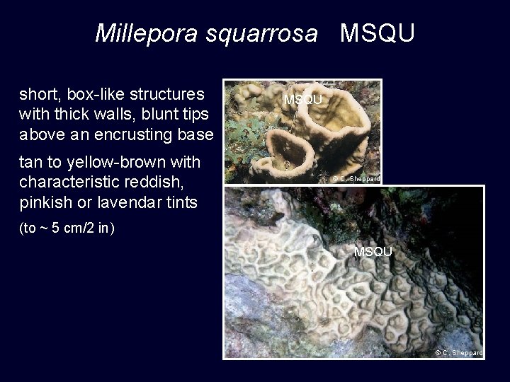 Millepora squarrosa MSQU short, box-like structures with thick walls, blunt tips above an encrusting