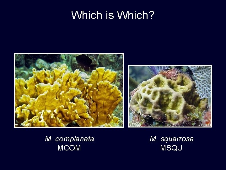 Which is Which? © K. Marks © E. Weil M. complanata MCOM M. squarrosa