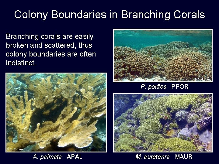 Colony Boundaries in Branching Corals Branching corals are easily broken and scattered, thus colony