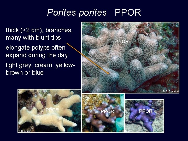 Porites porites PPOR thick (>2 cm), branches, many with blunt tips PPOR elongate polyps