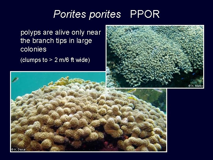 Porites porites PPOR polyps are alive only near the branch tips in large colonies