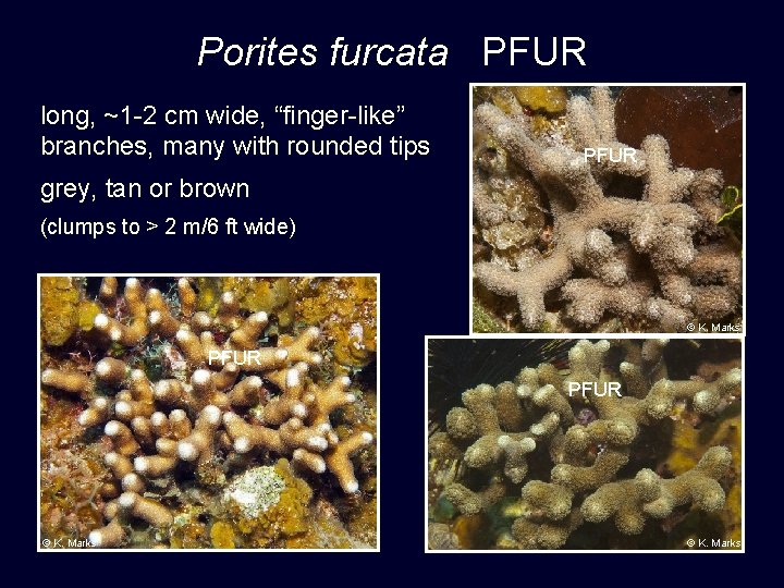 Porites furcata PFUR long, ~1 -2 cm wide, “finger-like” branches, many with rounded tips