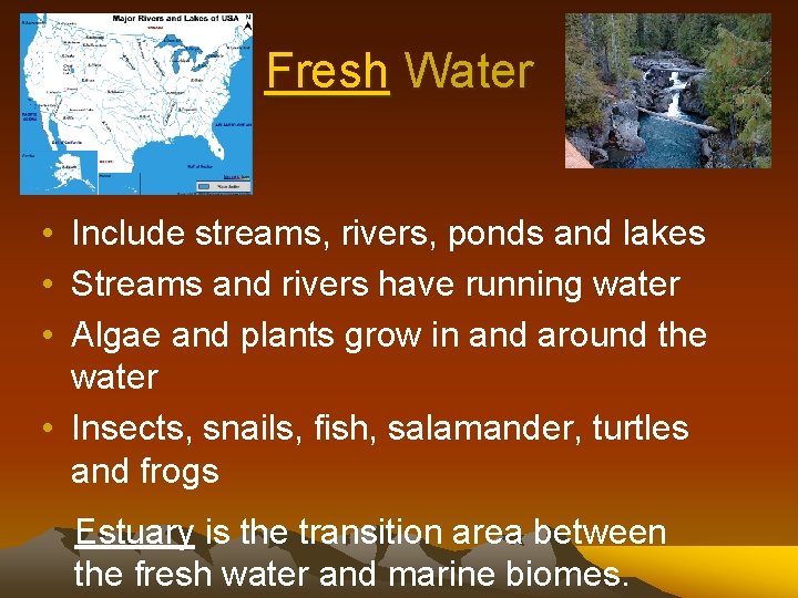 Fresh Water • Include streams, rivers, ponds and lakes • Streams and rivers have