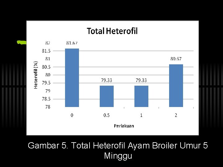 Gambar 5. Total Heterofil Ayam Broiler Umur 5 Minggu 