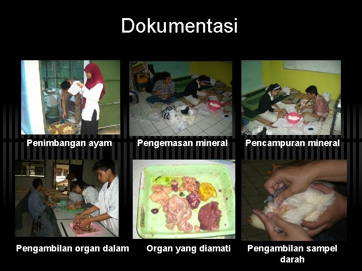 Dokumentasi Penimbangan ayam Pengambilan organ dalam Pengemasan mineral Organ yang diamati Pencampuran mineral Pengambilan