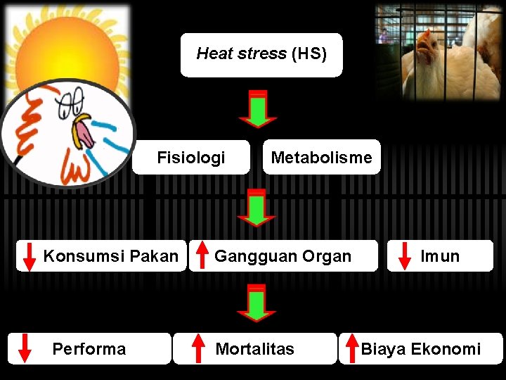 Heat stress (HS) Fisiologi Konsumsi Pakan Performa Metabolisme Gangguan Organ Mortalitas Imun Biaya Ekonomi