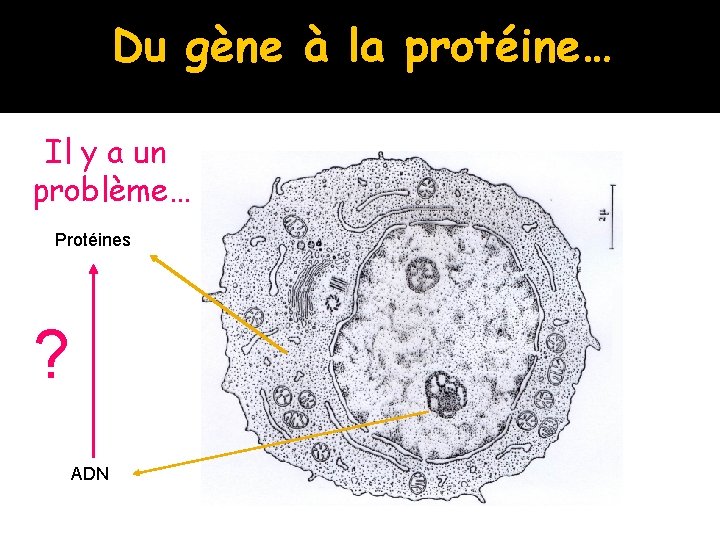 Du gène à la protéine… Il y a un problème… Protéines ? ADN 