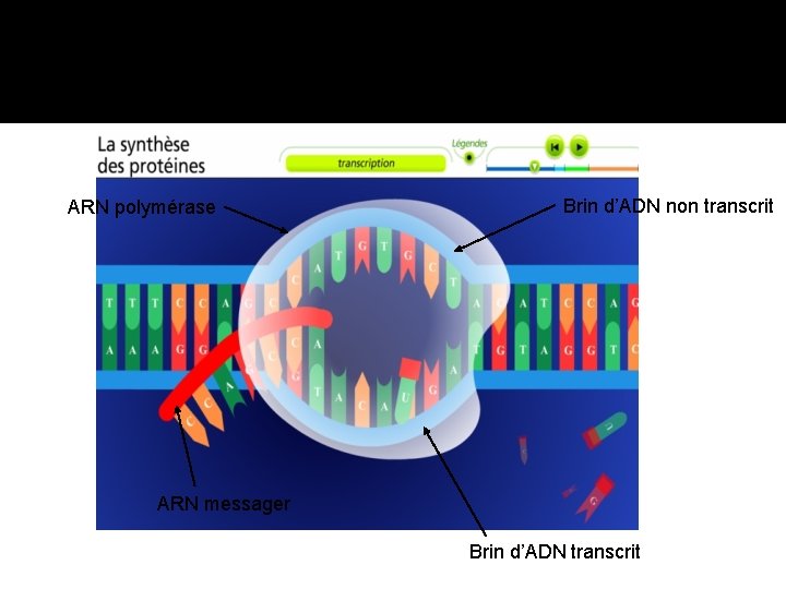 ARN polymérase Brin d’ADN non transcrit ARN messager Brin d’ADN transcrit 