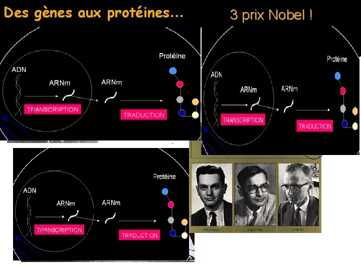 Des gènes aux protéines. . . 3 prix Nobel ! 1968 1962 1965 André