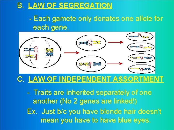 B. LAW OF SEGREGATION - Each gamete only donates one allele for each gene.