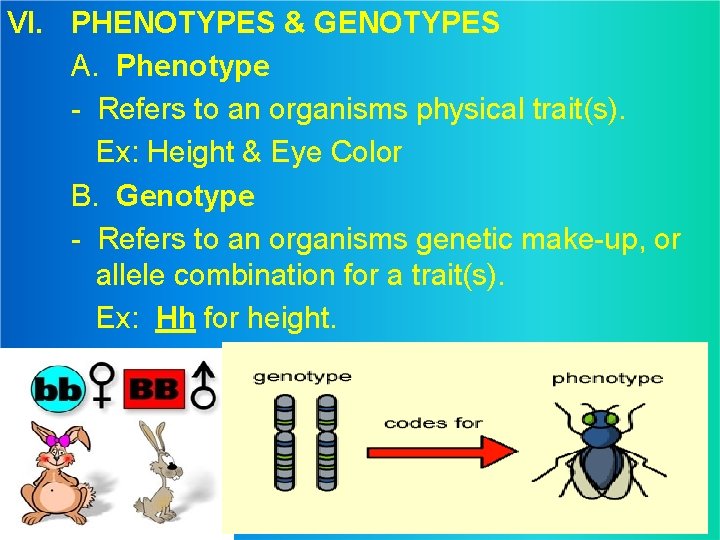 VI. PHENOTYPES & GENOTYPES A. Phenotype - Refers to an organisms physical trait(s). Ex: