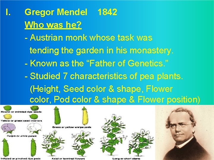 I. Gregor Mendel 1842 Who was he? - Austrian monk whose task was tending