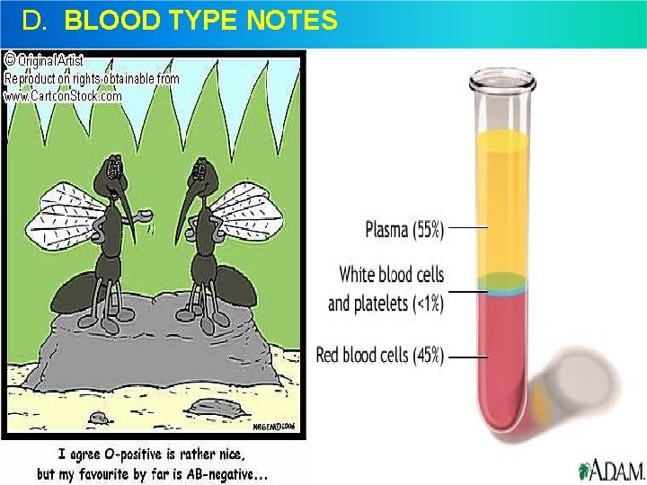 D. BLOOD TYPE NOTES 