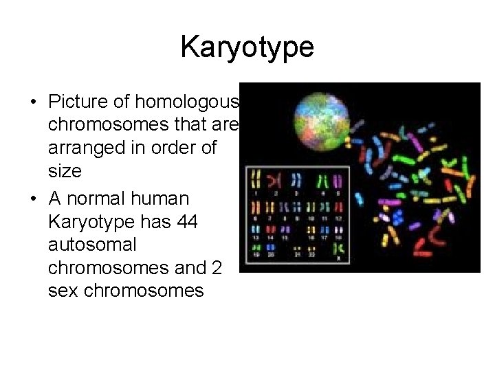 Karyotype • Picture of homologous chromosomes that are arranged in order of size •