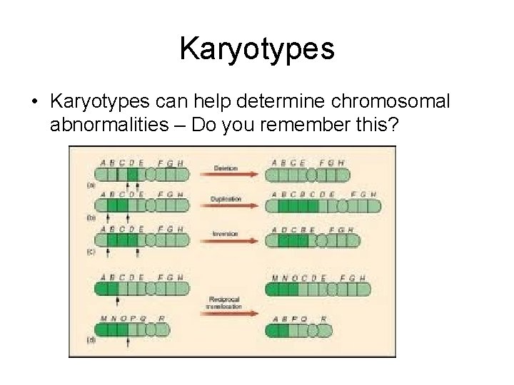 Karyotypes • Karyotypes can help determine chromosomal abnormalities – Do you remember this? 