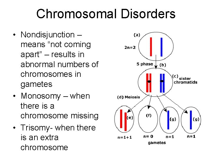 Chromosomal Disorders • Nondisjunction – means “not coming apart” – results in abnormal numbers