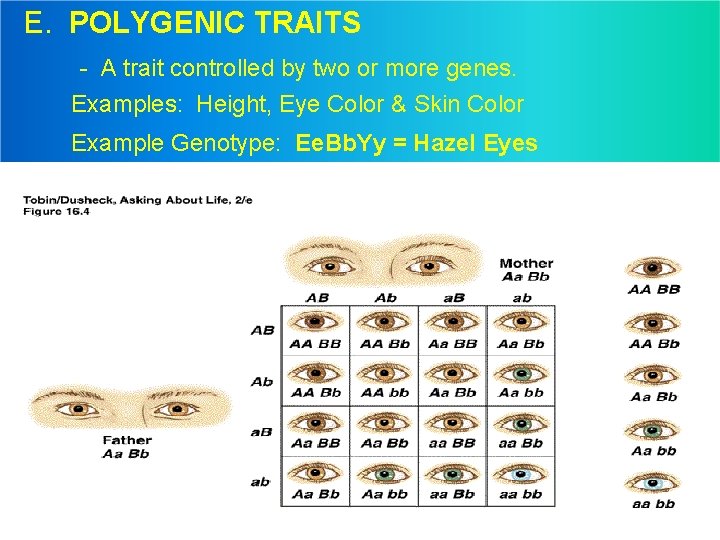E. POLYGENIC TRAITS - A trait controlled by two or more genes. Examples: Height,