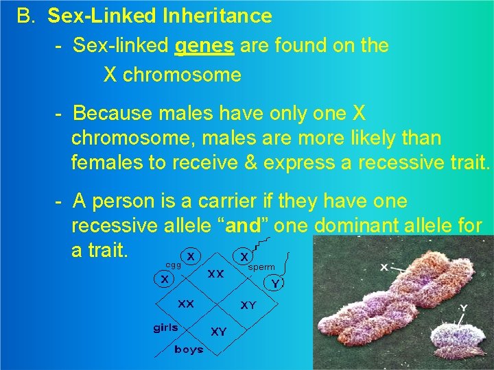 B. Sex-Linked Inheritance - Sex-linked genes are found on the X chromosome - Because