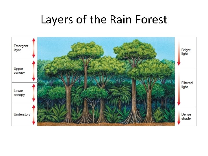 Layers of the Rain Forest 