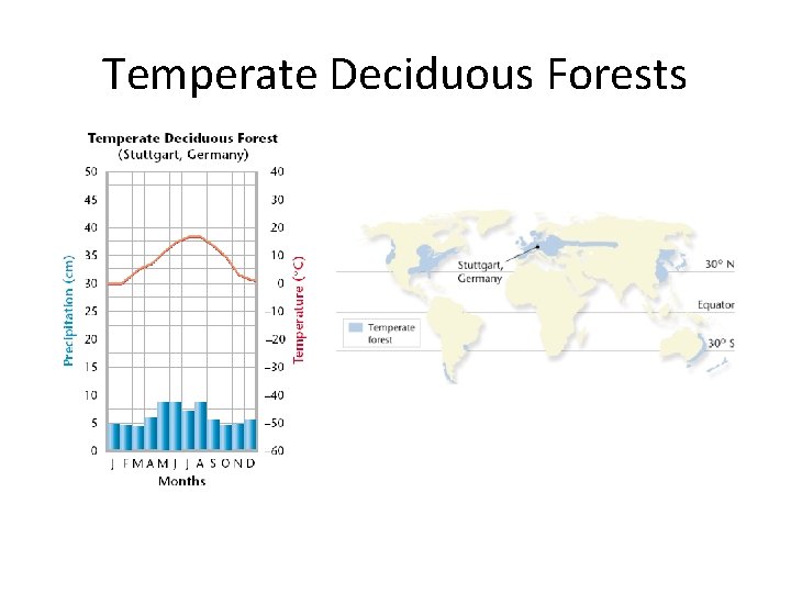 Temperate Deciduous Forests 