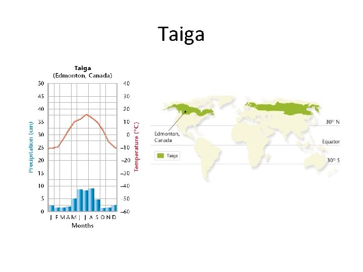 Taiga 