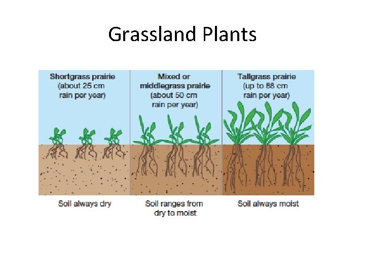 Grassland Plants 