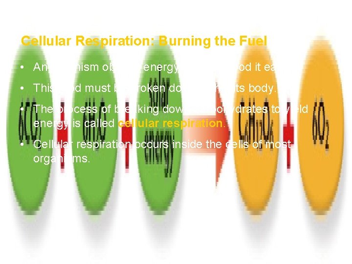 How Ecosystems Work Section 1 Cellular Respiration: Burning the Fuel • An organism obtains