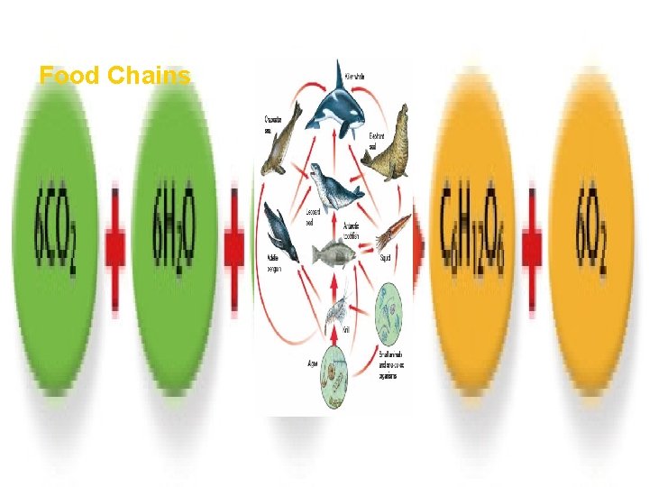 How Ecosystems Work Food Chains Section 1 