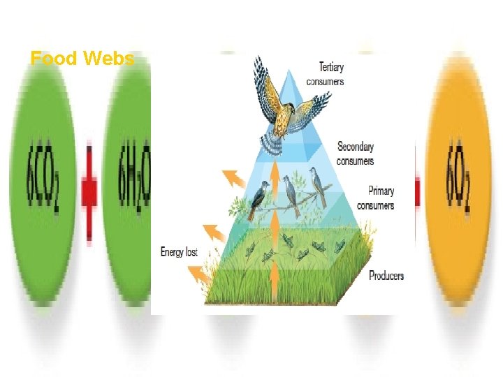 How Ecosystems Work Food Webs Section 1 