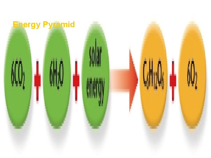 How Ecosystems Work Energy Pyramid Section 1 