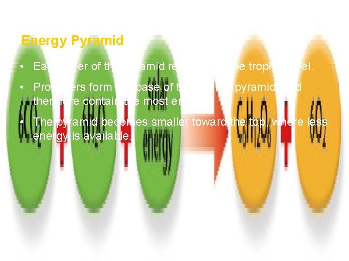 How Ecosystems Work Section 1 Energy Pyramid • Each layer of the pyramid represents