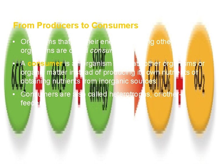 How Ecosystems Work Section 1 From Producers to Consumers • Organisms that get their