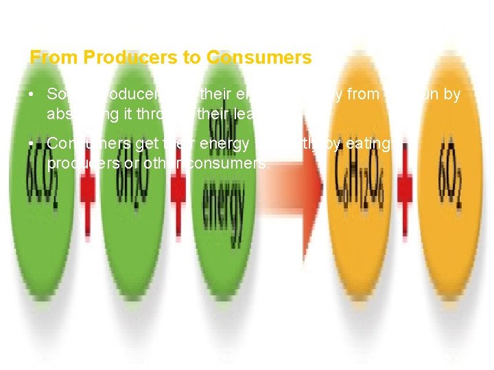How Ecosystems Work Section 1 From Producers to Consumers • Some producers get their