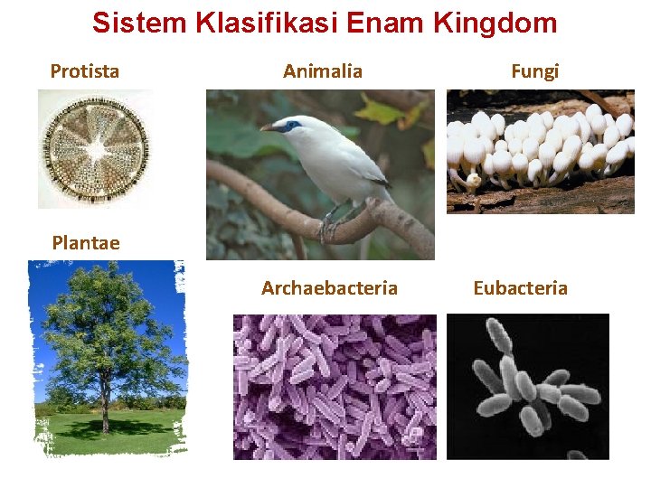 Sistem Klasifikasi Enam Kingdom Protista Animalia Fungi Plantae Archaebacteria Eubacteria 