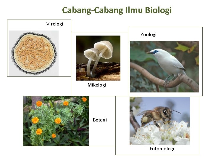 Cabang-Cabang Ilmu Biologi Virologi Zoologi Mikologi Botani Entomologi 