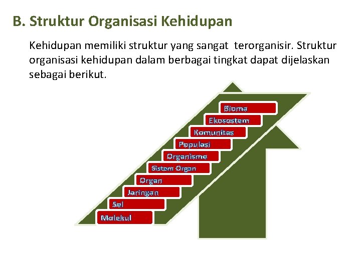 B. Struktur Organisasi Kehidupan memiliki struktur yang sangat terorganisir. Struktur organisasi kehidupan dalam berbagai