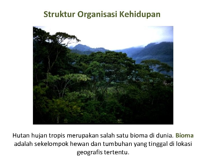 Struktur Organisasi Kehidupan Hutan hujan tropis merupakan salah satu bioma di dunia. Bioma adalah