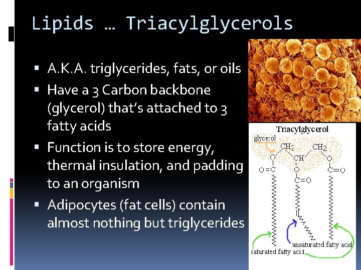 Lipids … Triacylglycerols A. K. A. triglycerides, fats, or oils Have a 3 Carbon