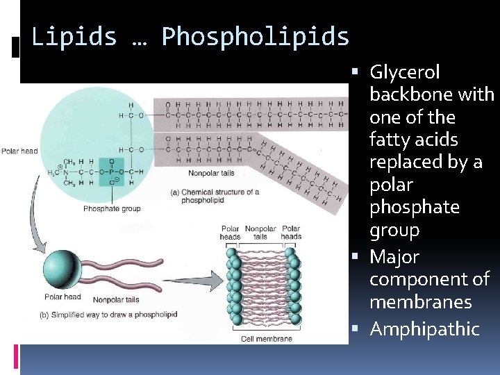 Lipids … Phospholipids Glycerol backbone with one of the fatty acids replaced by a