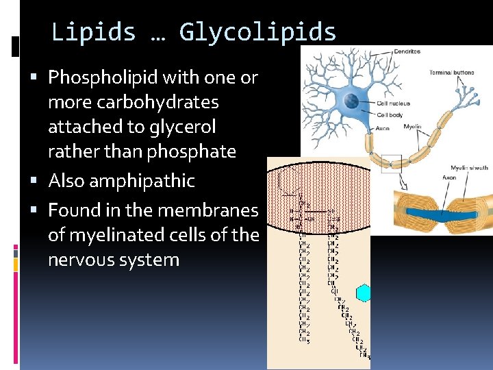 Lipids … Glycolipids Phospholipid with one or more carbohydrates attached to glycerol rather than