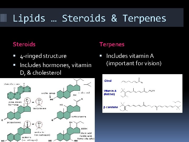 Lipids … Steroids & Terpenes Steroids Terpenes 4 -ringed structure Includes vitamin A (important