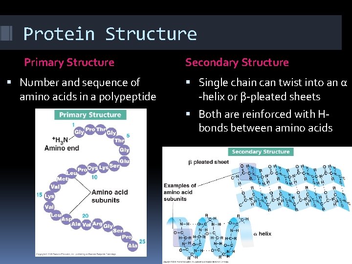 Protein Structure Primary Structure Number and sequence of amino acids in a polypeptide Secondary