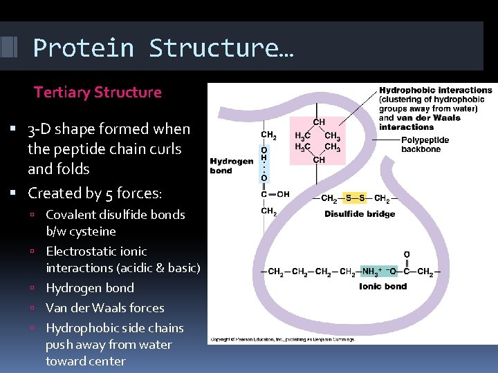 Protein Structure… Tertiary Structure 3 -D shape formed when the peptide chain curls and