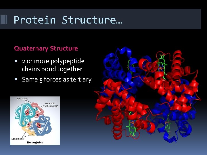 Protein Structure… Quaternary Structure 2 or more polypeptide chains bond together Same 5 forces