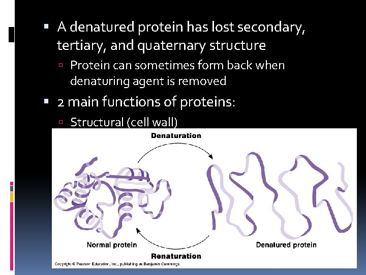  A denatured protein has lost secondary, tertiary, and quaternary structure Protein can sometimes