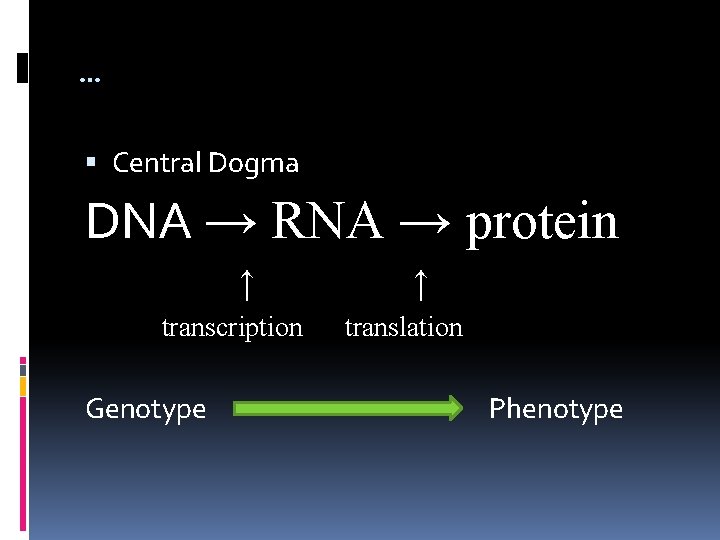 … Central Dogma DNA → RNA → protein ↑ transcription Genotype ↑ translation Phenotype