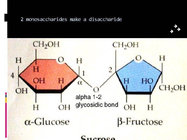 2 monosaccharides make a disaccharide 